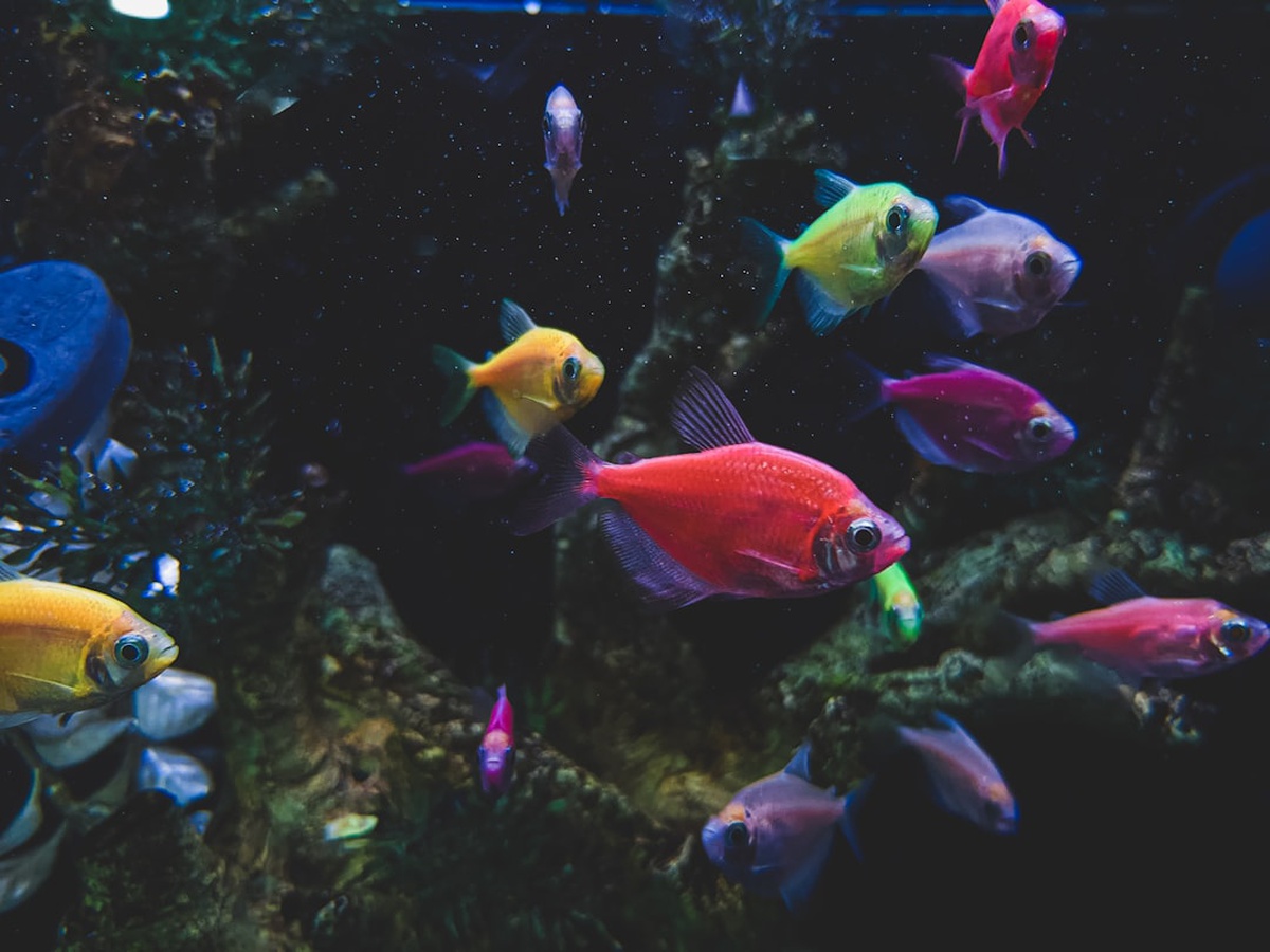 Pisces and Gemini Compatibility 2026 โ Love, Friendship & Business Insights
