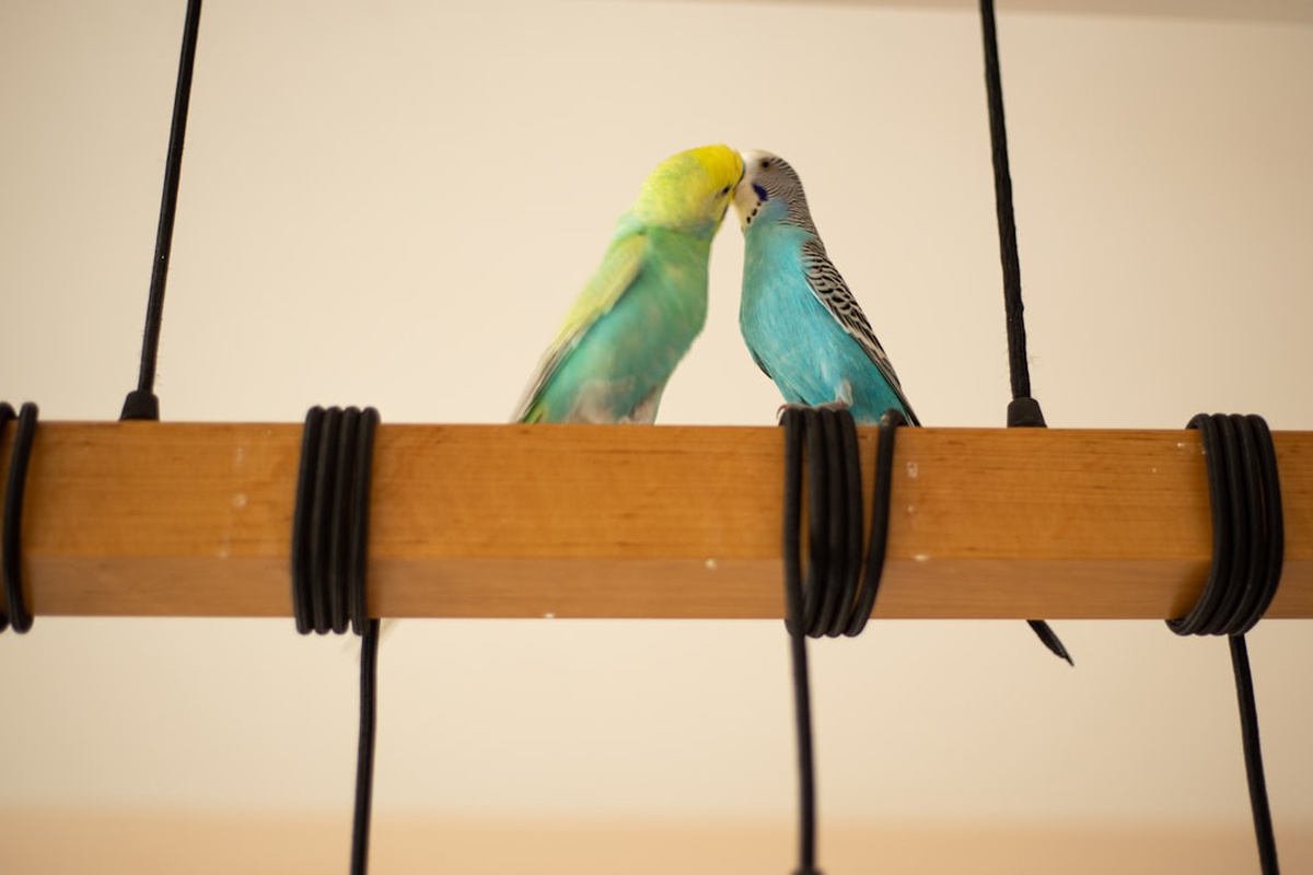 Taurus and Sagittarius Compatibility 2026 โ Love, Friendship & Business Insights